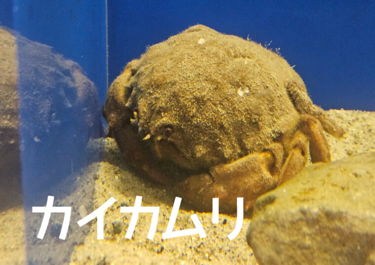 カイカムリ