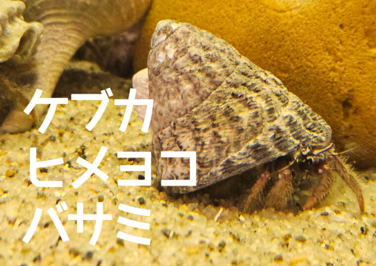 ケブカヒメヨコバサミ