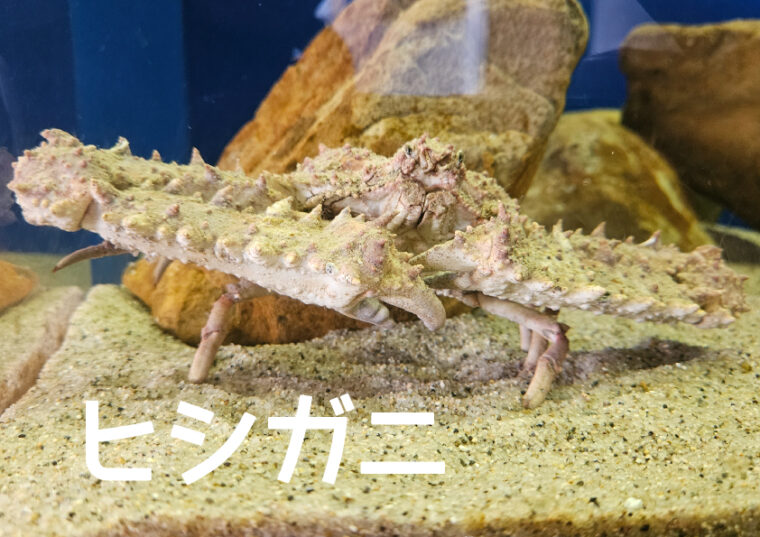 ヒシガニ