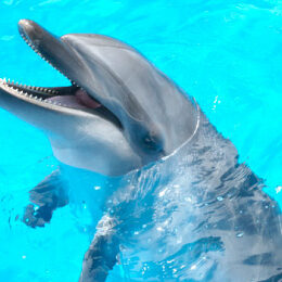 Common bottlenose dolphin（NAMI)