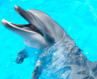 Common bottlenose dolphin（NAMI)