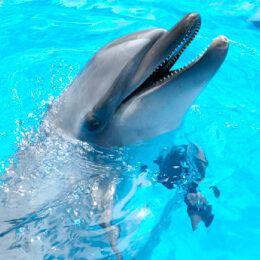 Common bottlenose dolphin（NIHAI)