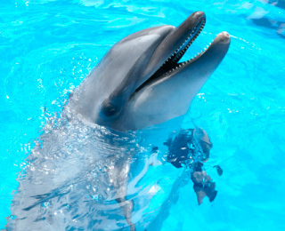 Common bottlenose dolphin（NIHAI)