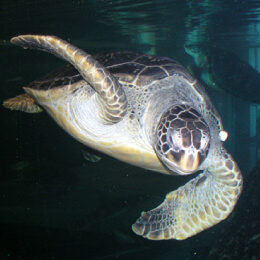 Sea turtle