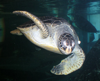 Sea turtle