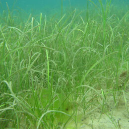 Zostera marina