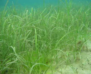 Zostera marina