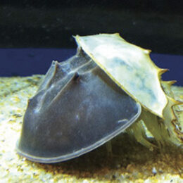 Horseshoe Crab