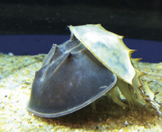 Horseshoe Crab