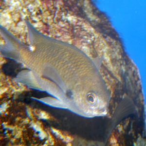 Chromis notata