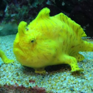 Frogfish