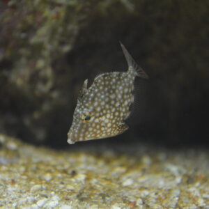 Whitespotted pygmy filefish