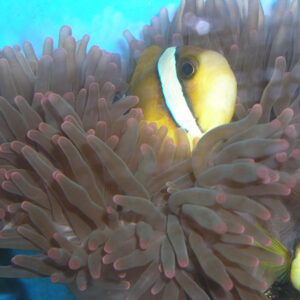 Clark's anemonefish