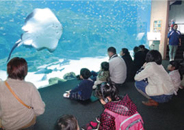 Kujukushima fish school