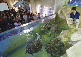 Feeding Viewing（Goto marine tank）