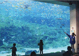 Feeding Viewing(Kujukushima bay large aquarium)