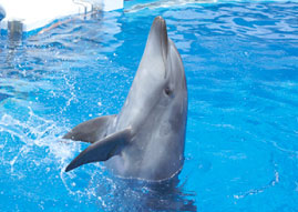 Dolphin show