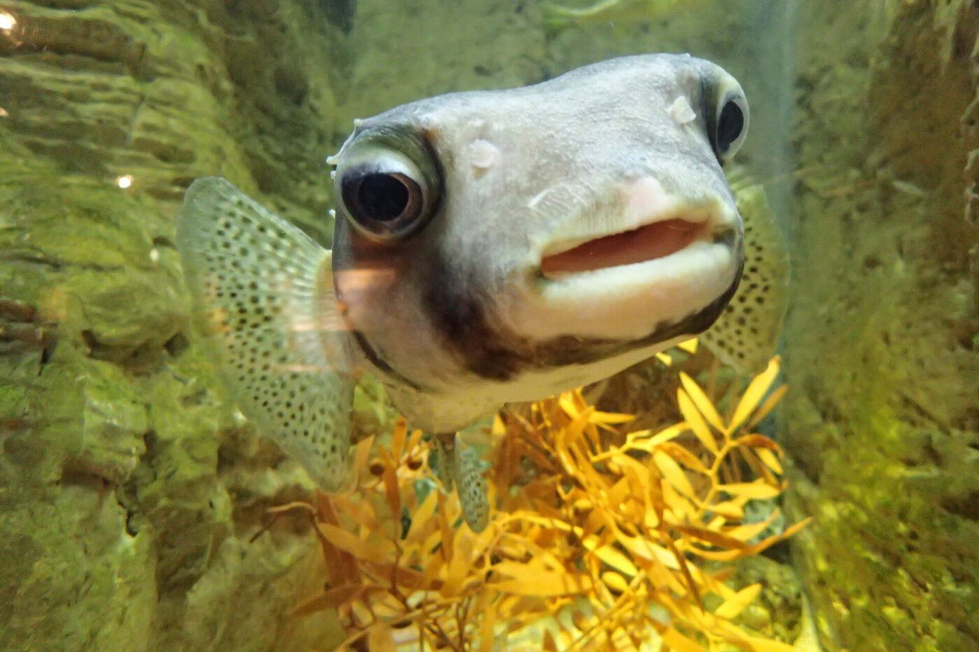 Pacific Burrfish