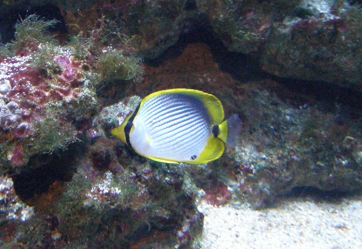 Blackback butterflyfish