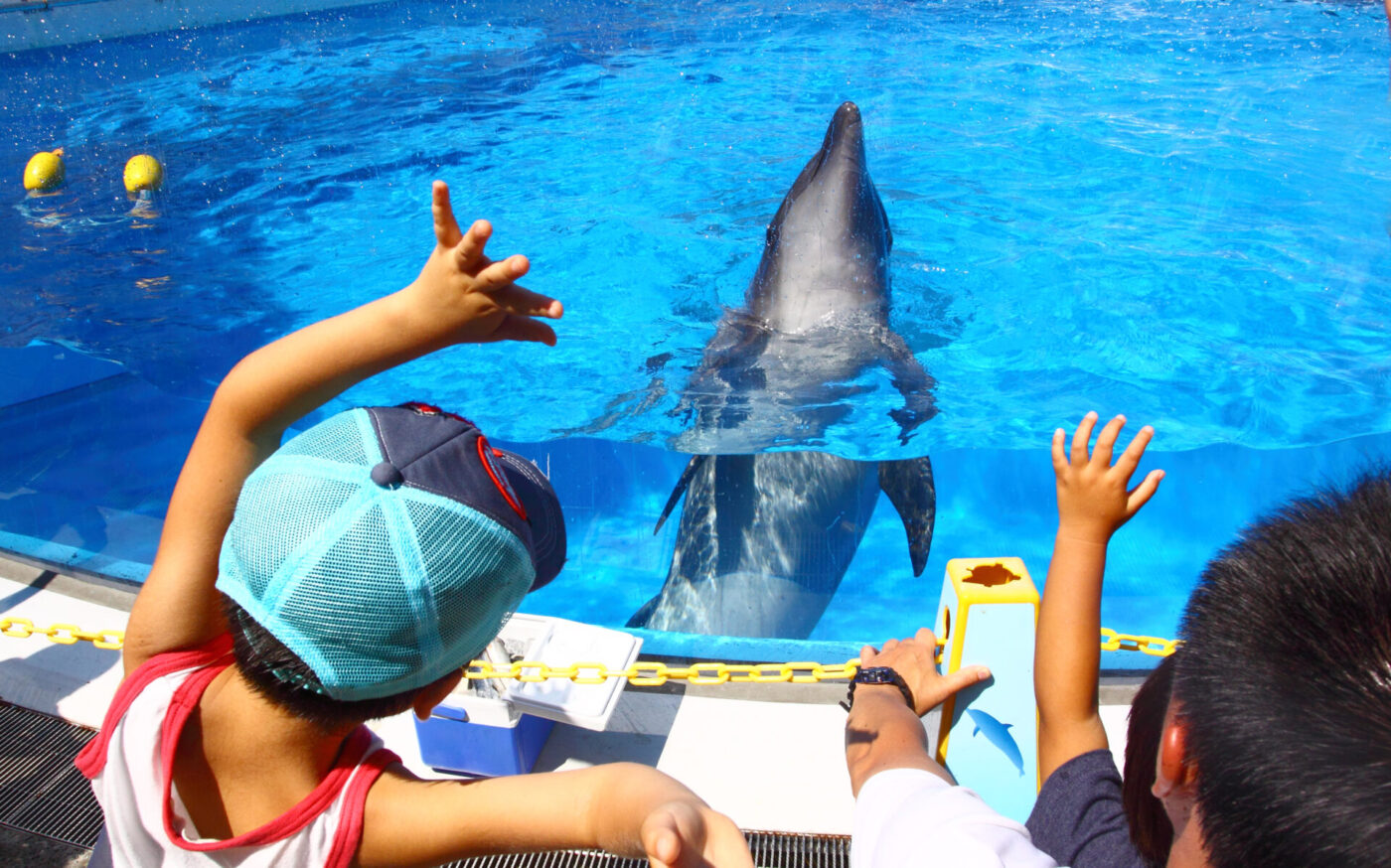 Kujukushima dolphin pool