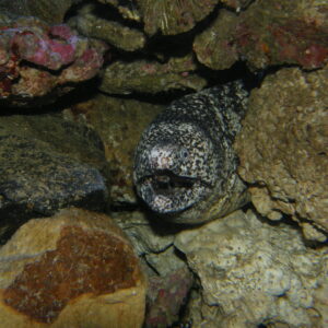 Moray eel