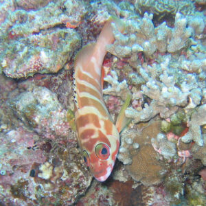 Blacktip grouper