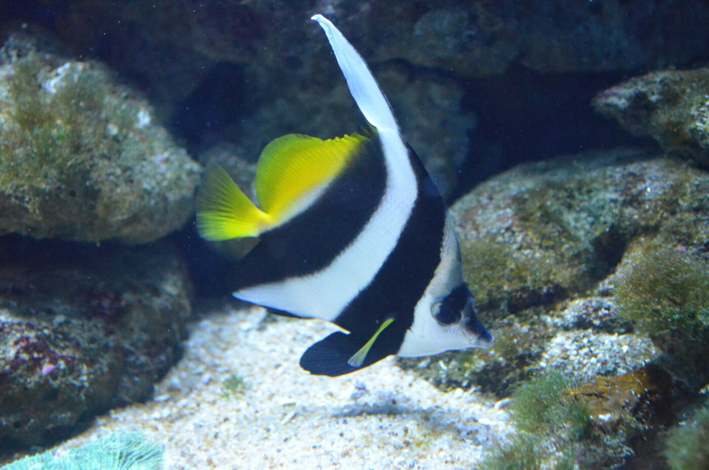 Pennant coralfish