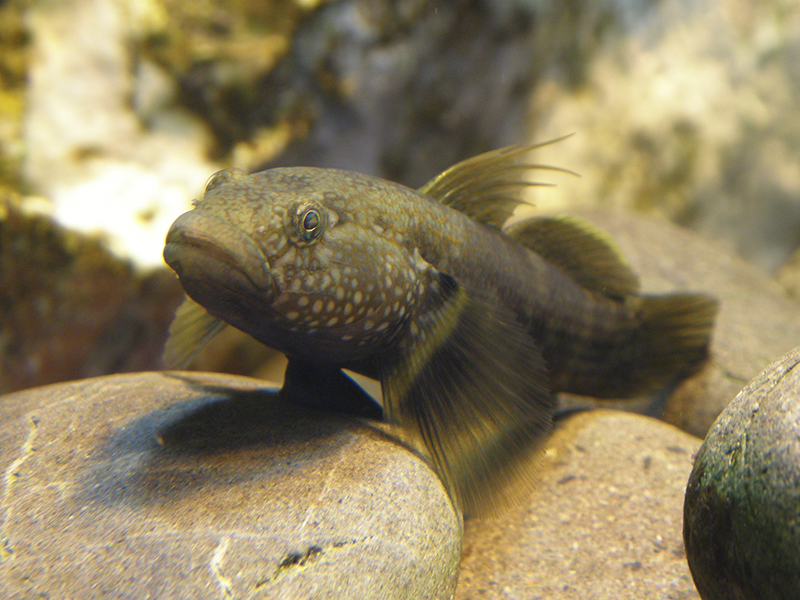 Dusky tripletooth goby