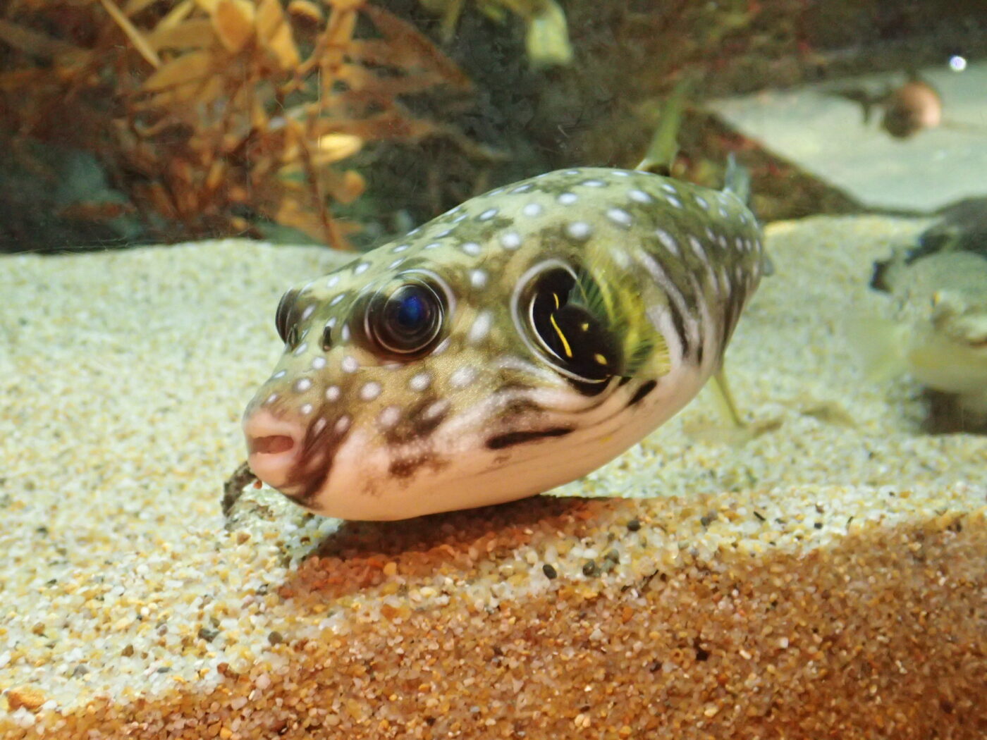 White-spotted puffer