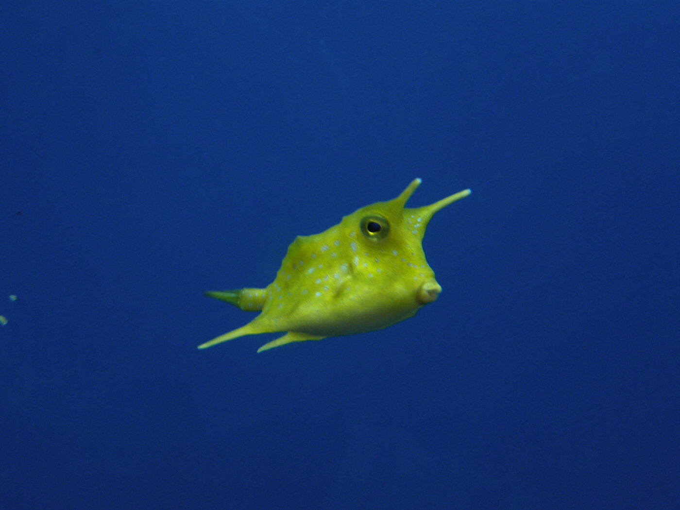 Longhorn cowfish