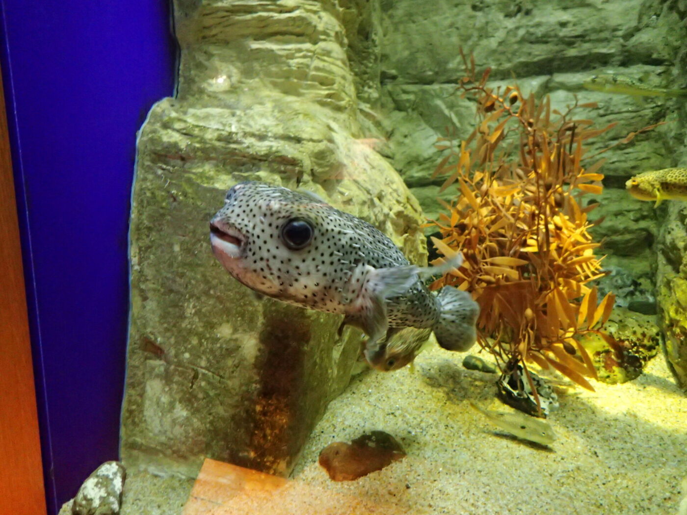 Spot-fin porcupinefish