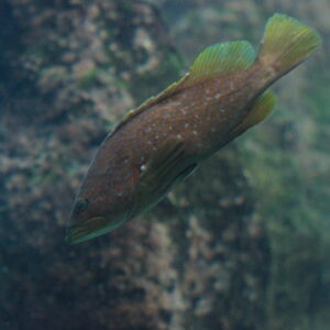 Epinephelus akaara