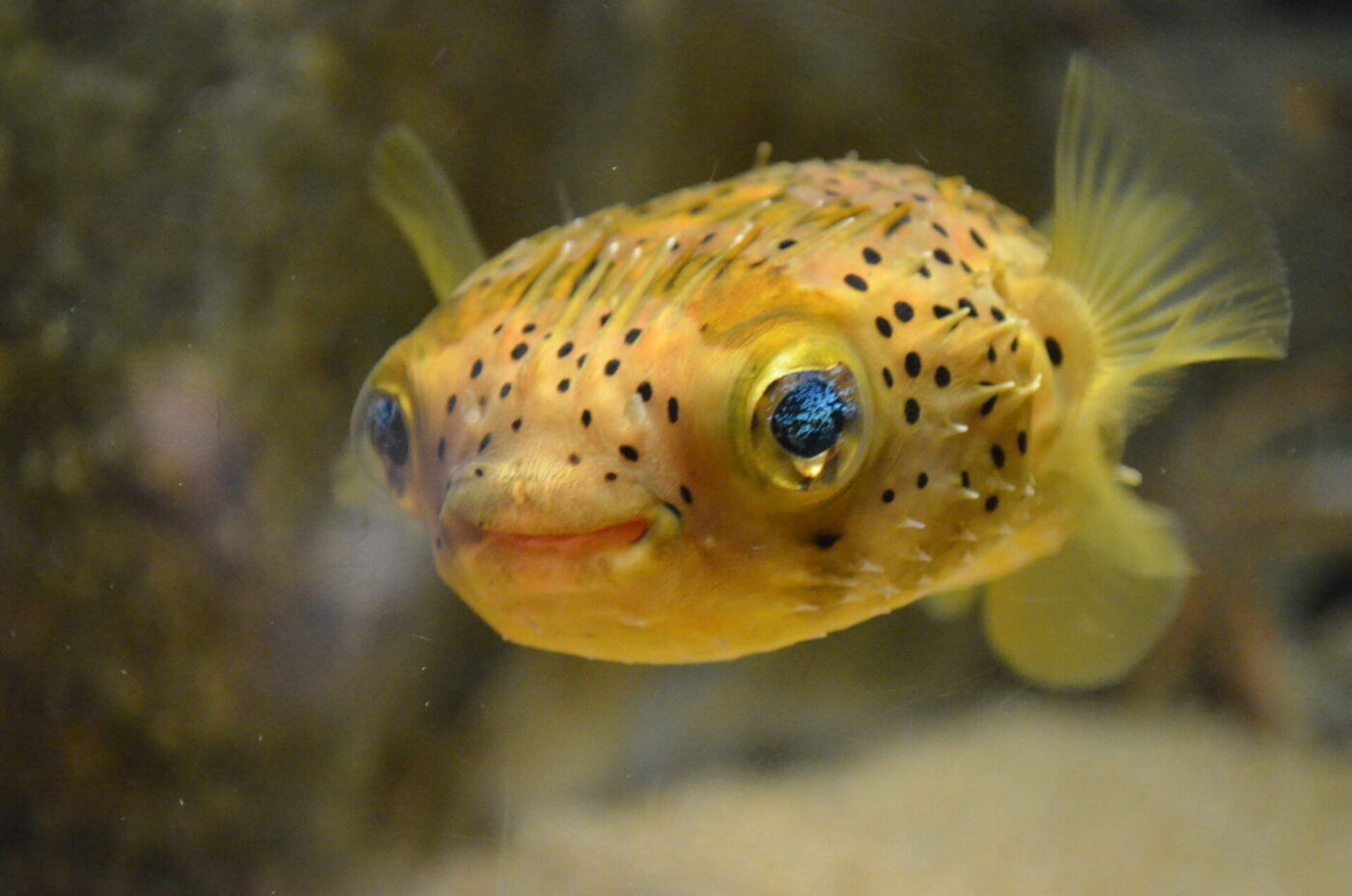 Porcupinefish