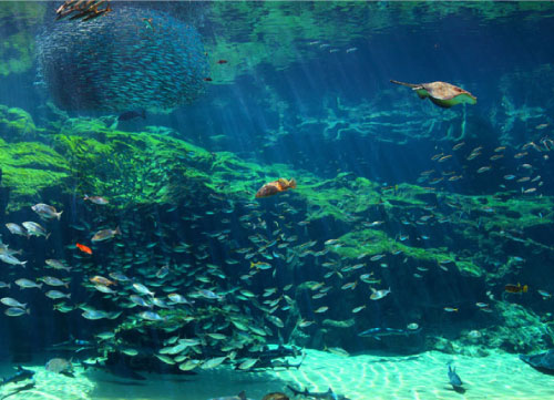 Kujukushima bay large aquarium