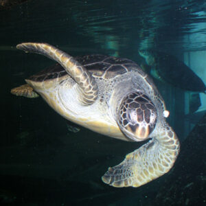 Sea turtle