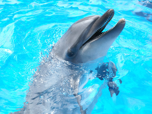 Kujukushima dolphin pool