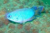 Pomacentrus coelestis