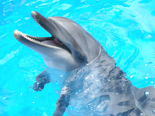 Kujukushima dolphin pool