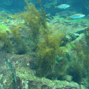 Sargassum horneri(Seasonal display)