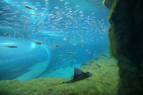 Kujukushima bay large aquarium