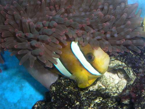 Clark's anemonefish