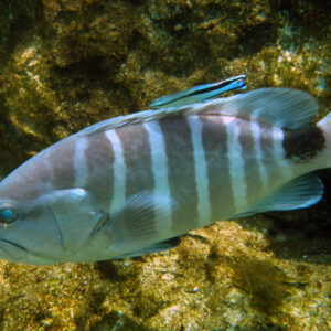 Epinephelus septemfasciatus