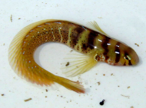 Omobranchus elegans