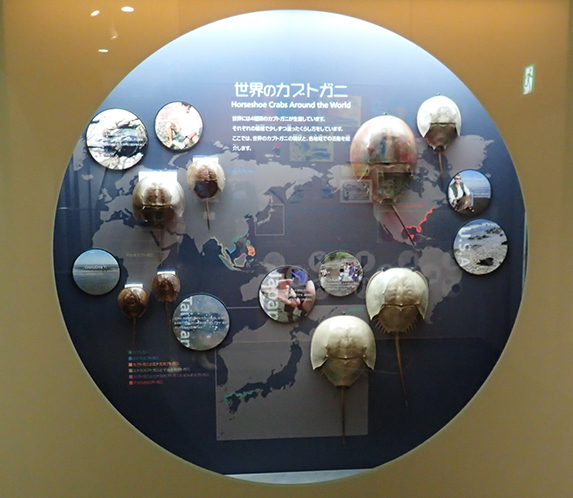 Kujukushima horseshoe crab