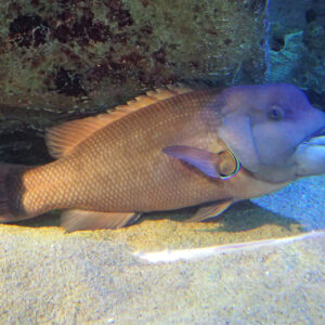 Asian sheepshead wrasse