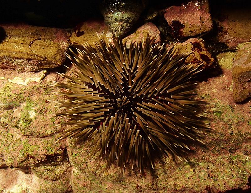 Echinometra tsumajiro